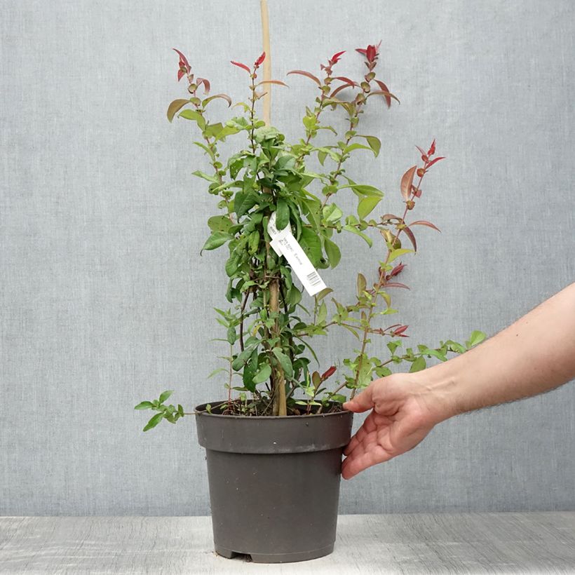 Amostra de Marmeleiro-do-Japão Eximia Vaso de 4 L/5 L tal como entregue no verão