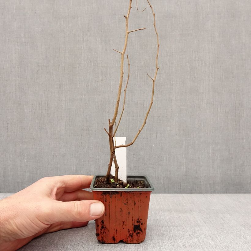 Amostra de Cognassier du Japon Fire dance - Chaenomeles speciosa  Vaso de 8/9 cm tal como entregue no inverno