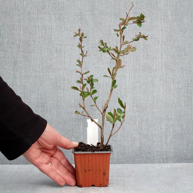 Amostra de Marmeleiro-do-Japão Fire Dance Vaso de 8/9 cm tal como entregue na primavera