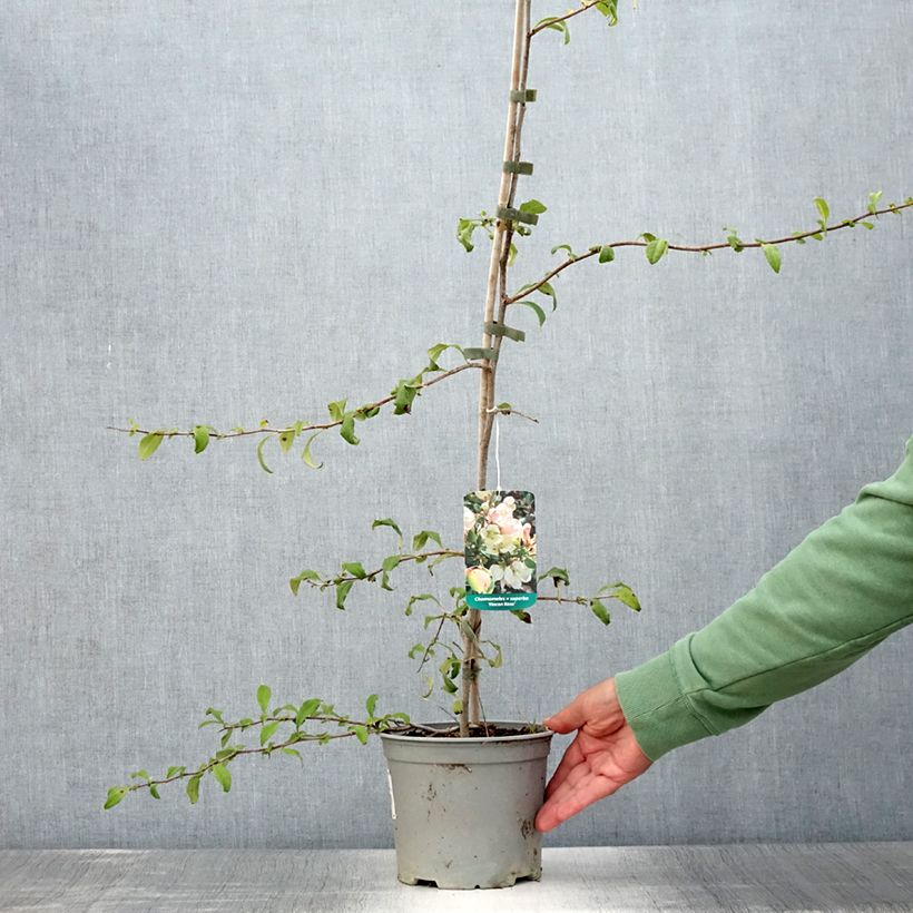 Amostra de Marmeleiro-do-Japão Flocon Rose Vaso de 3 L/4 L tal como entregue no verão