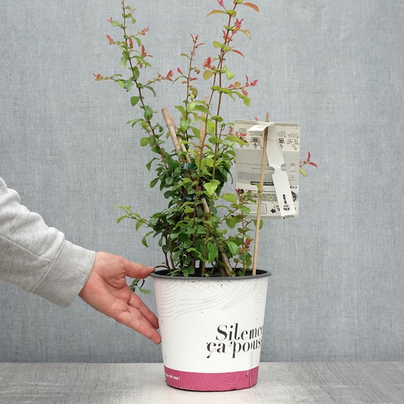 Amostra de Marmeleiro-do-Japão Friesdorfer Vaso de 3 L/4 L tal como entregue no verão