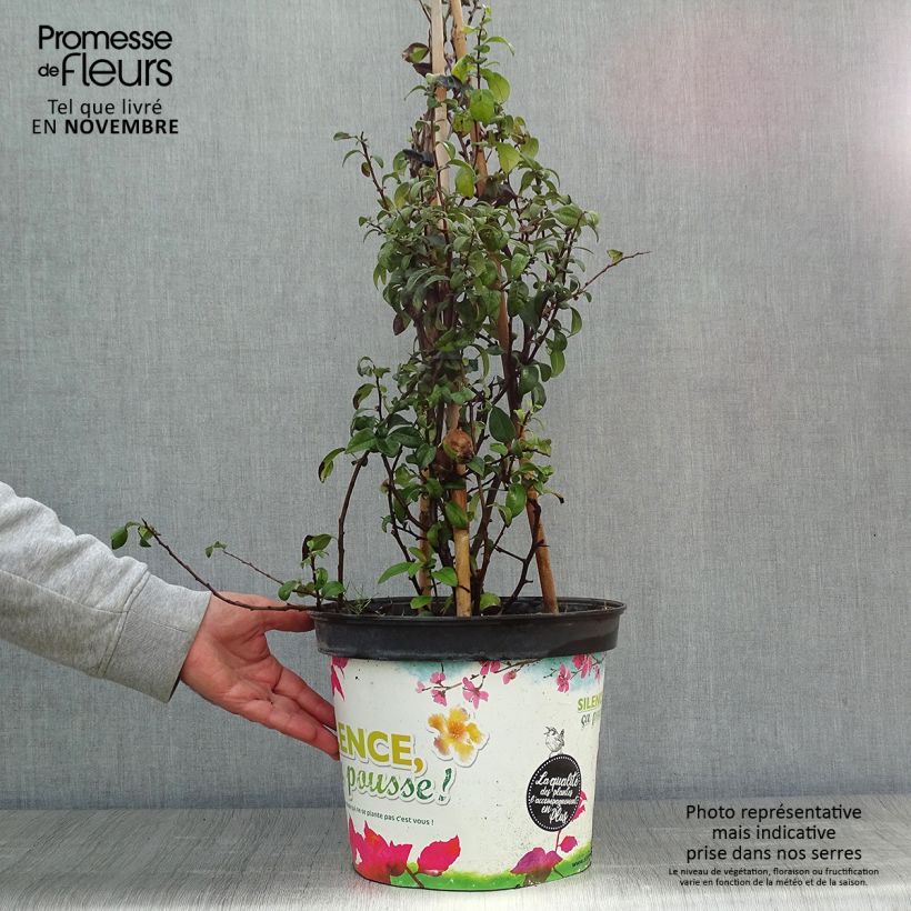 Amostra de Marmeleiro-do-Japão Friesdorfer Vaso de 7,5 L/10 L tal como entregue no outono