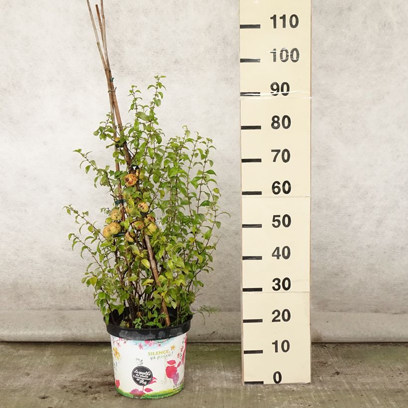 Amostra de Marmeleiro-do-Japão Friesdorfer Vaso de 7,5 L/10 L tal como entregue no verão