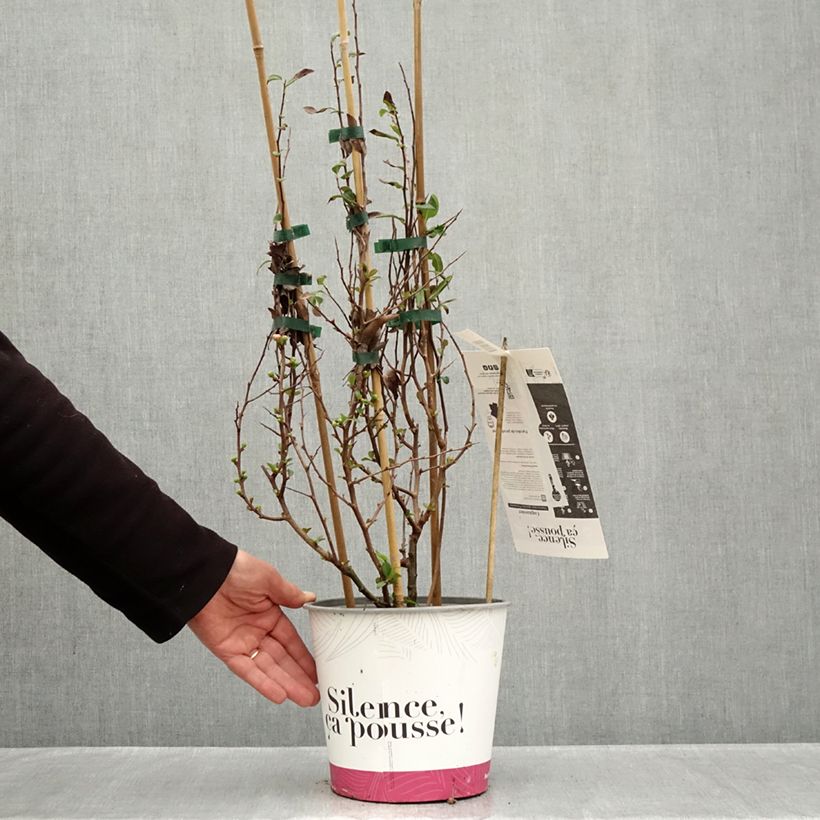 Amostra de Marmeleiro-do-Japão Friesdorfer Vaso de 3 L/4 L tal como entregue no outono