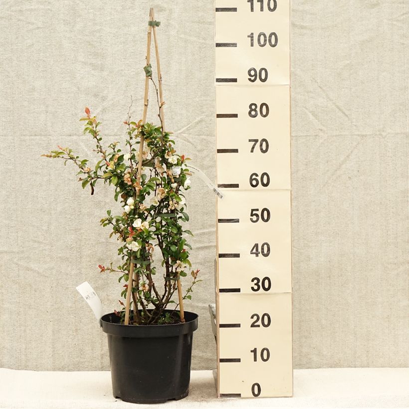 Amostra de Cognassier du Japon Jet Trail - Chaenomeles superba  Vaso de 7,5 L/10 L tal como entregue na primavera