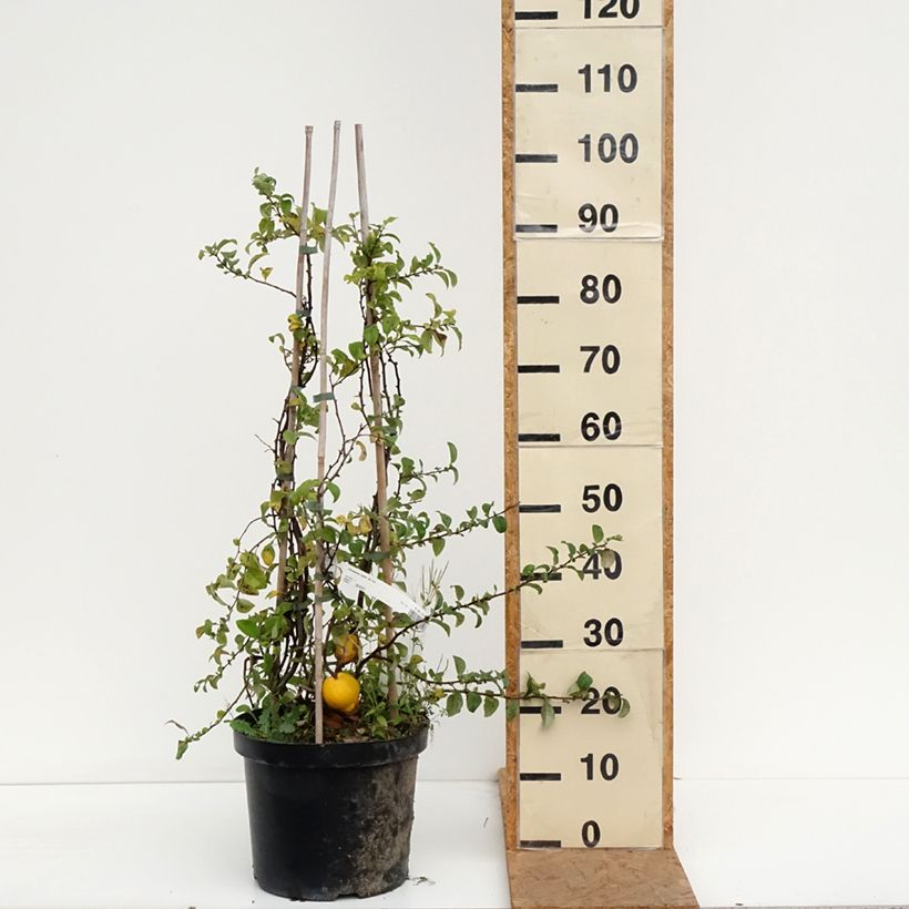 Amostra de Cognassier du Japon Jet Trail - Chaenomeles superba  Pot de 7,5L/10L tal como entregue no outono