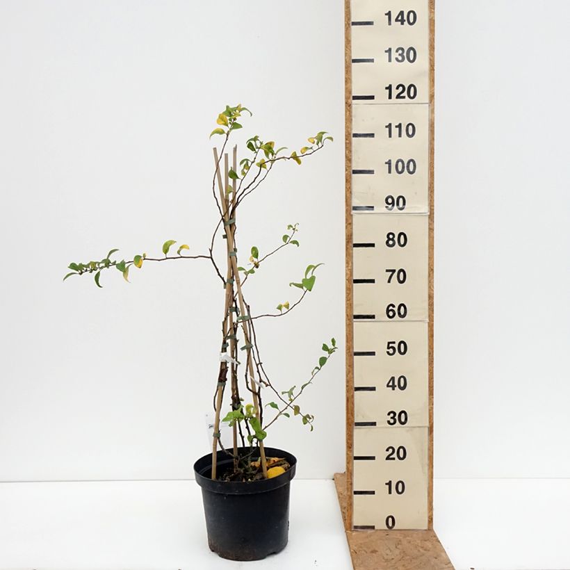 Amostra de Cognassier du Japon Pink Lady - Chaenomeles superba  Vaso de 7,5 L/10 L tal como entregue no outono