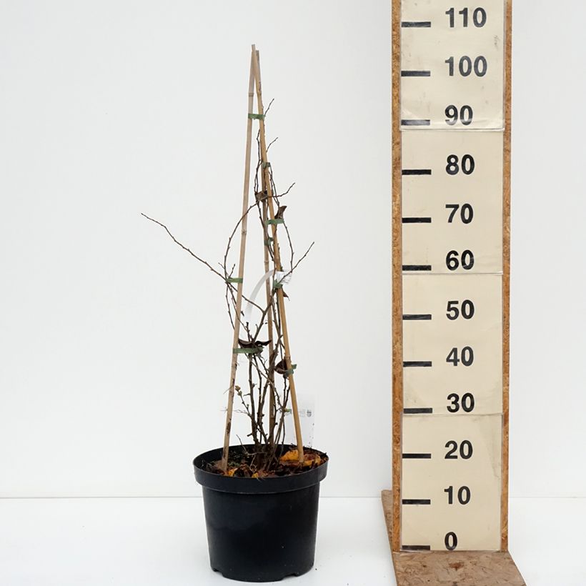 Amostra de Marmeleiro-do-Japão Pink Lady Vaso de 7,5 L/10 L tal como entregue no inverno