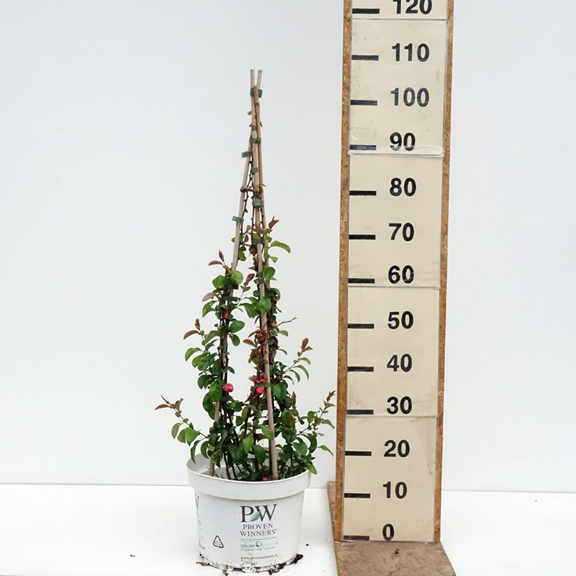 Amostra de Marmeleiro-do-Japão Pink Lady Vaso de 7,5 L/10 L tal como entregue na primavera