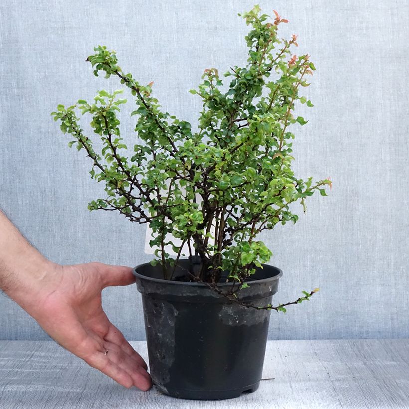 Amostra de Marmeleiro-do-Japão Red Joy Vaso de 2 L/3 L tal como entregue no verão