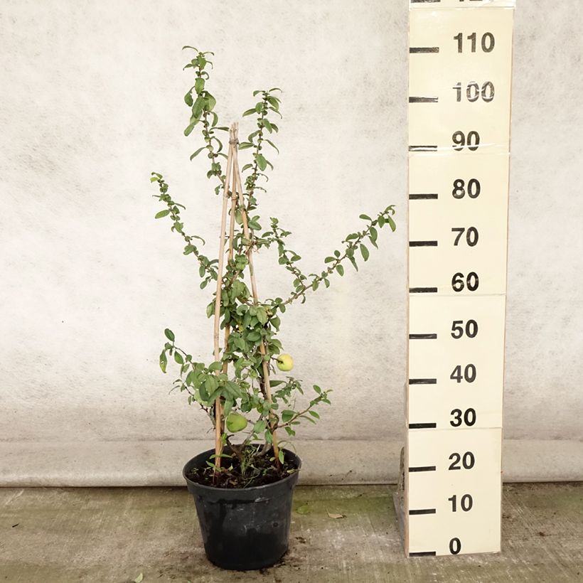 Amostra de Marmeleiro-do-Japão Rubra Vaso de 7,5 L/10 L tal como entregue no verão