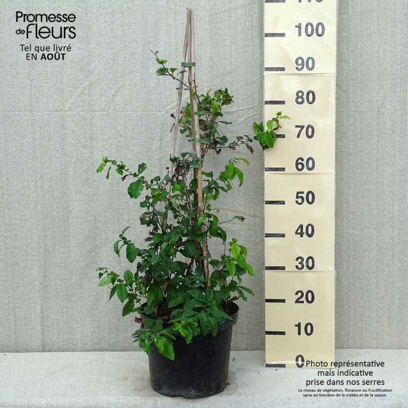 Amostra de Marmeleiro-do-Japão Yukigoten Vaso de 7,5 L/10 L tal como entregue no verão