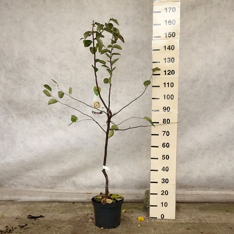 Amostra de Marmeleiro Monstruoso de Vranja Vaso de 7,5 L/10 L, Copo tal como entregue no outono