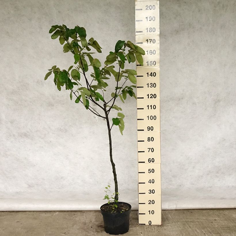 Amostra de Marmeleiro Monstruoso de Vranja Vaso de 7,5 L/10 L, Copo tal como entregue na primavera