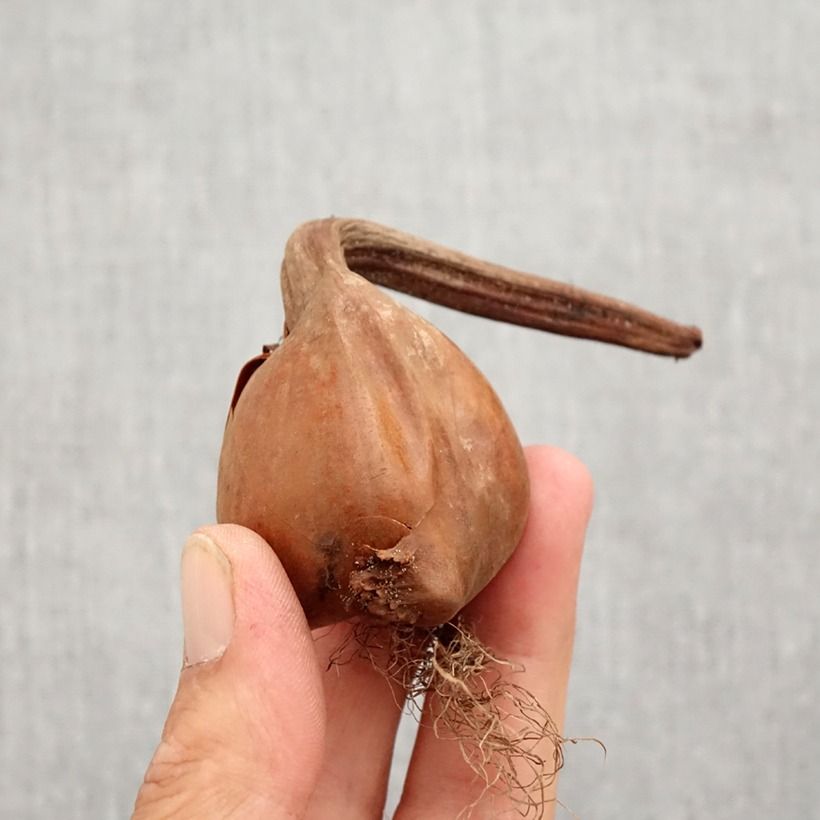 Amostra de Colchicum autumnale Pleniflorum ou Roseum Plenum - Colchique d'automne Bulbo size 13+ tal como entregue no outono