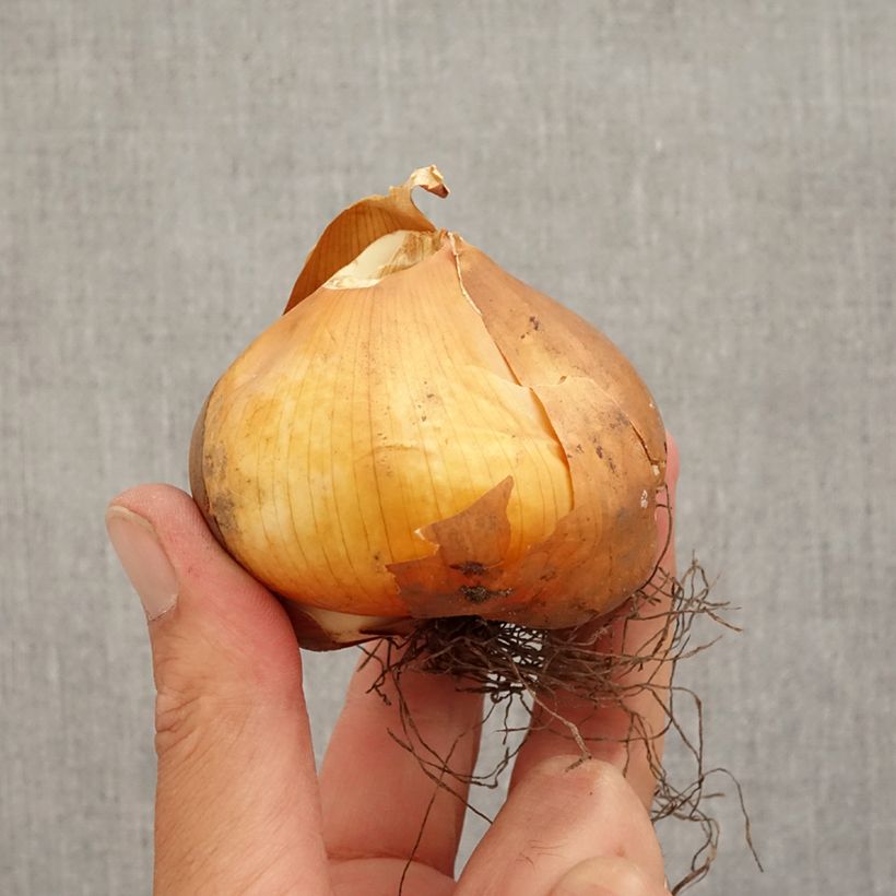 Amostra de Colchicum cilicicum - Colchique de Cilicie Bulbo size 18/20 tal como entregue no outono