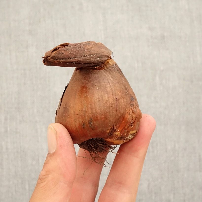 Amostra de Colchicum giganteum - Colchique d'automne Bulbe Kaliber/Größe 18/20 tal como entregue no outono