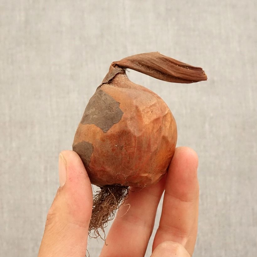 Amostra de Açafrão-bastardo Pannonicum - Colchicum autumnale Bulbo Calibre 14+ tal como entregue no outono