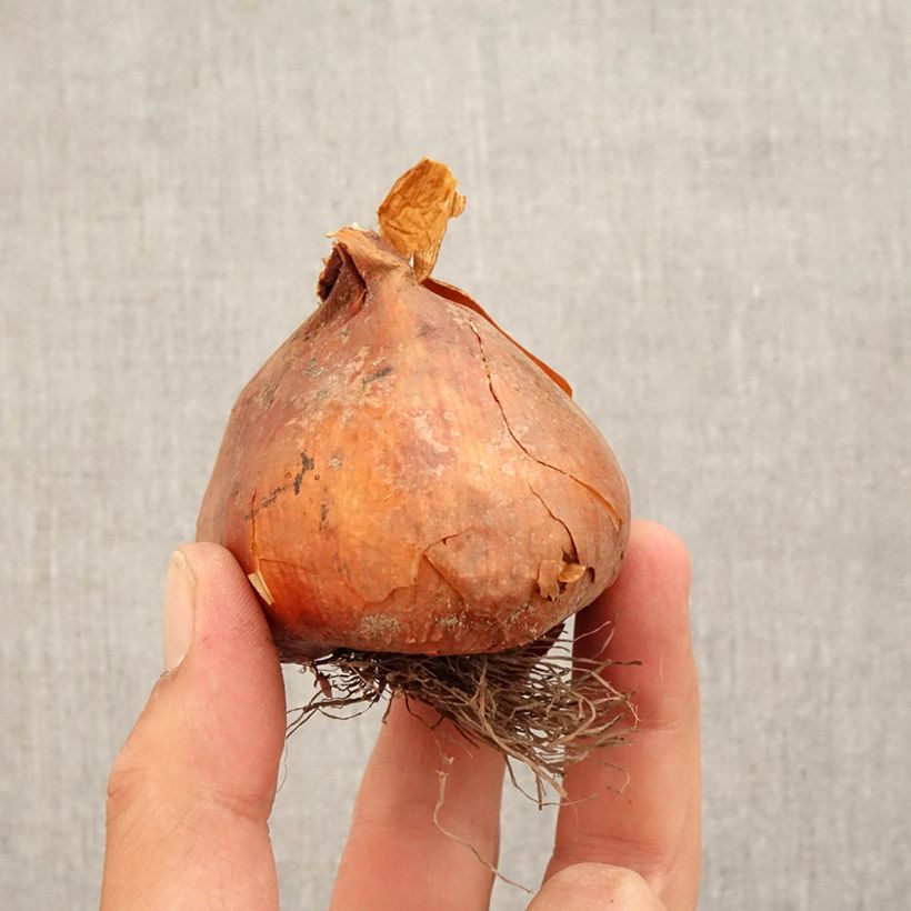 Amostra de Colchique Autumn Queen* Bulbo size 18+ tal como entregue no outono