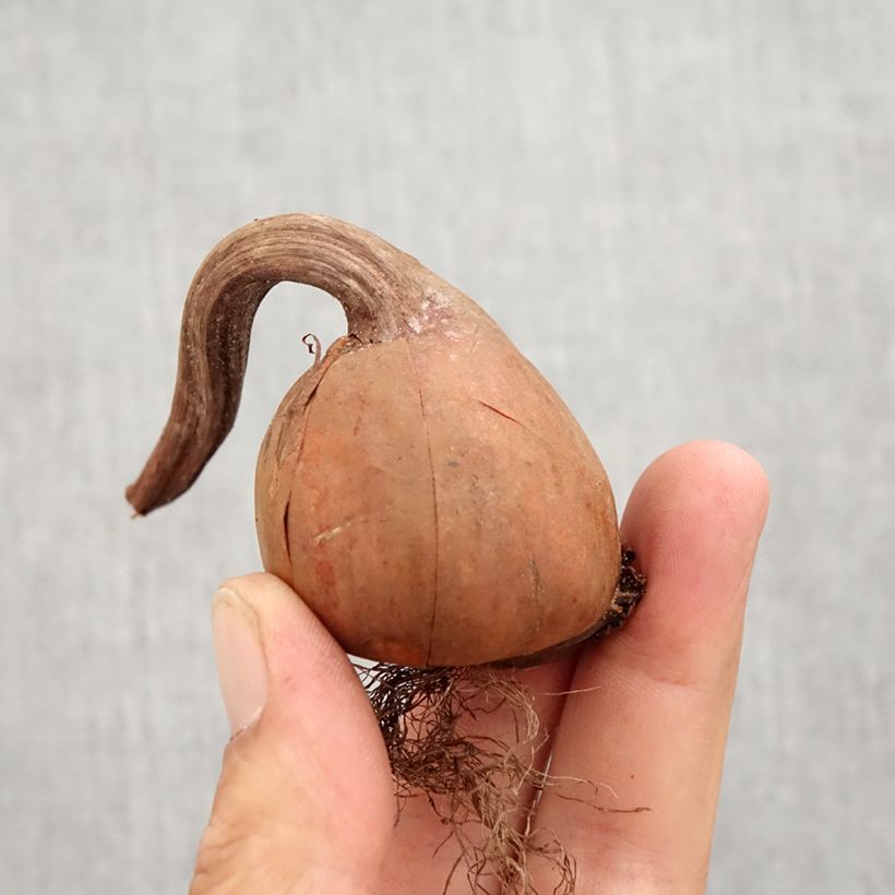 Amostra de Colchique autumnale Album - Colchique d'automne Bulbo size 13+ tal como entregue no outono