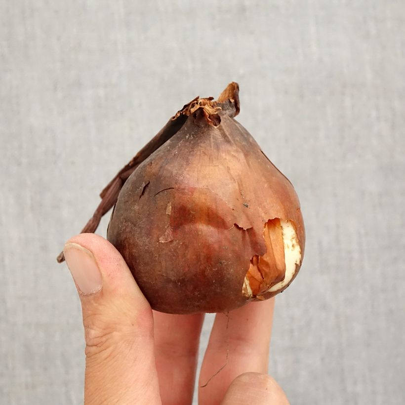 Amostra de Açafrão-bastardo Major - Colchicum autumnale Bulbo Calibre 20+ tal como entregue no outono