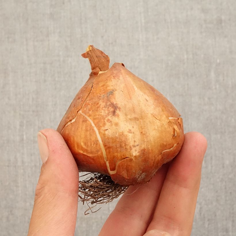 Amostra de Colchique Hybride lilac wonder* Bulbo size 20+ tal como entregue no outono