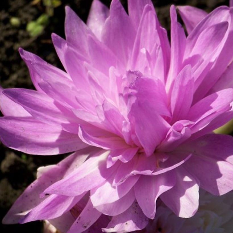 Cólchico Waterlily (Floração)