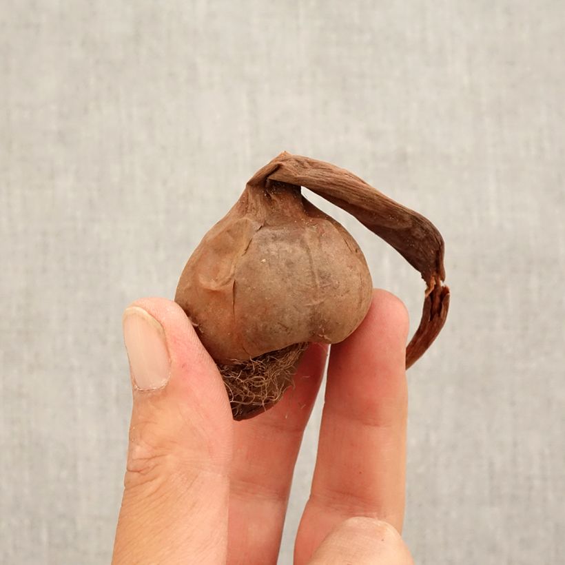 Amostra de Colchique macrophyllum Bulbo size 13+ tal como entregue no outono