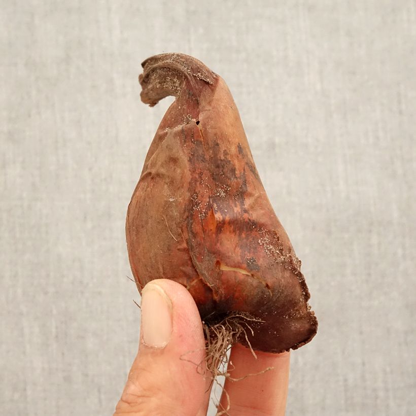 Amostra de Colchique speciosum atrorubens Bulbo size 18+ tal como entregue no outono