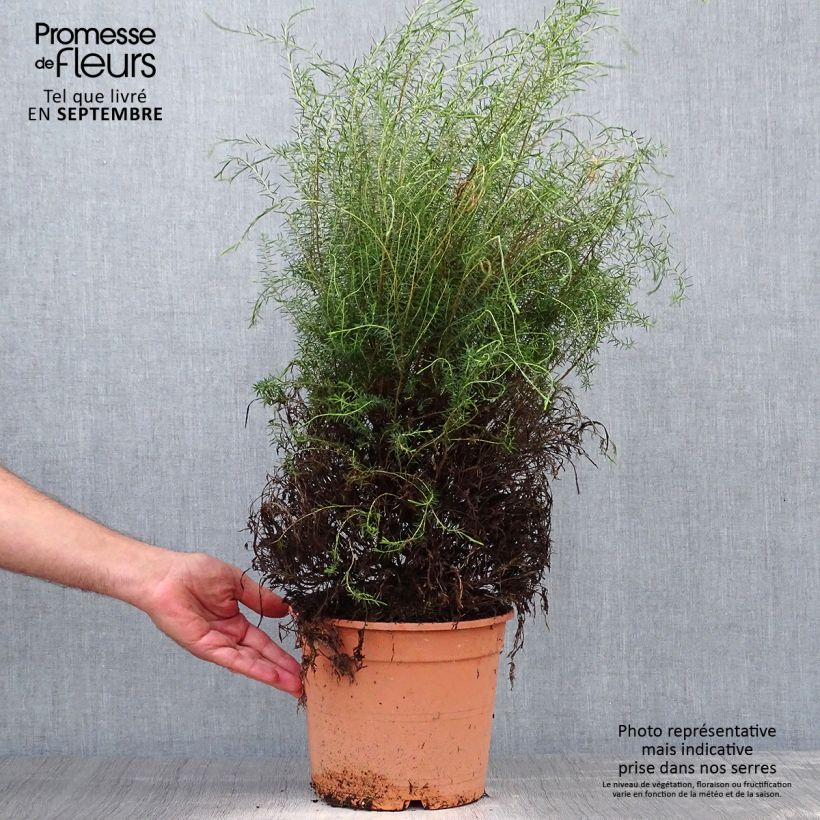 Amostra de Coleonema pulchrum Vaso de 4 L/5 L tal como entregue no outono
