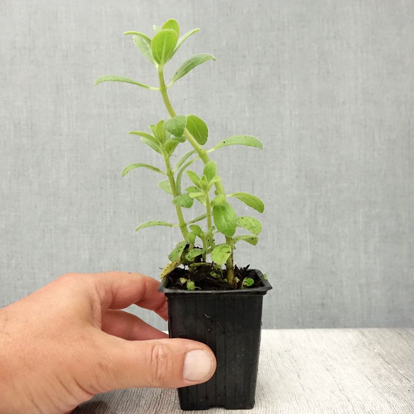 Amostra de Coleus canina - Repele cães e gatos Vaso de 7/8 cm tal como entregue no verão
