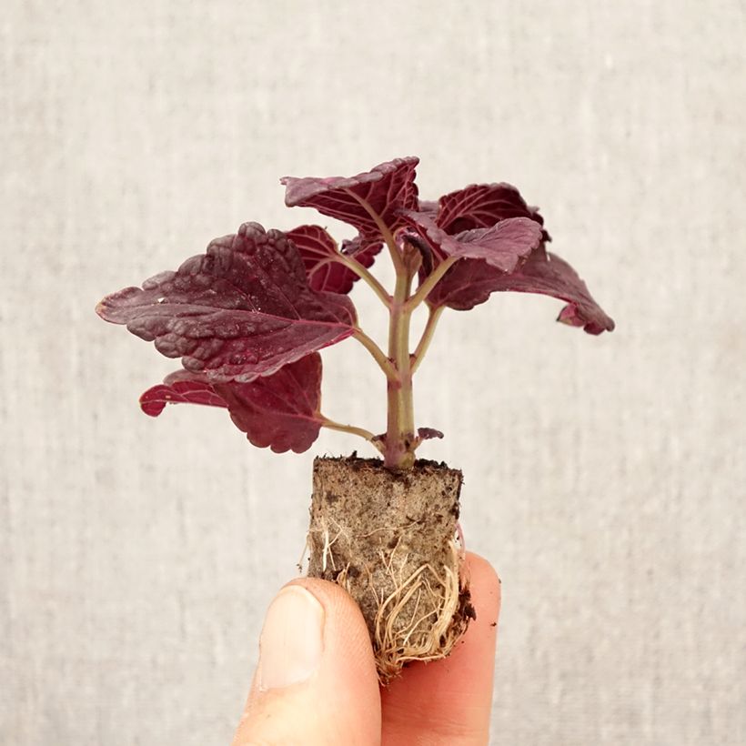 Amostra de Cóleo Copinto Manhattan Mini-torrão Ø 3/4 cm tal como entregue na primavera