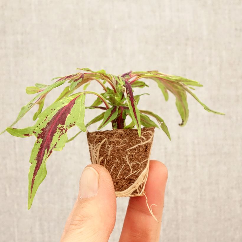 Amostra de Cóleo Flame Thrower Chili Pepper Mini-torrão Ø 3/4 cm tal como entregue na primavera