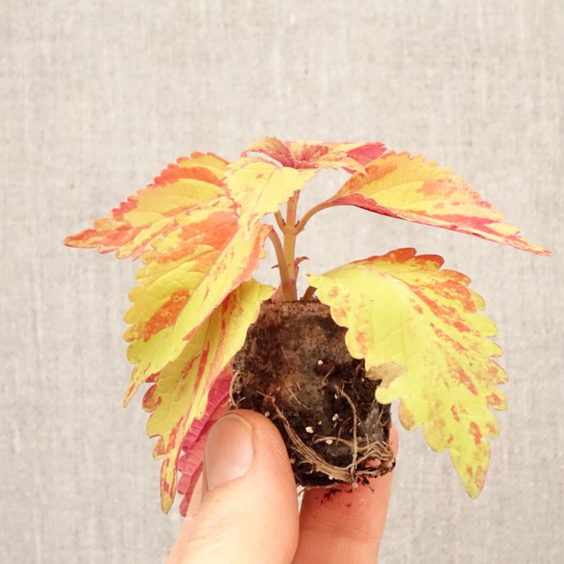 Amostra de Cóleo Golden Freckles Mini-torrão Ø 3/4 cm tal como entregue na primavera