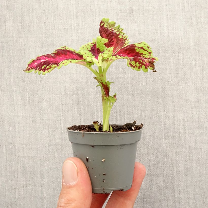 Amostra de Coleus Le Freak Mini-plante tal como entregue na primavera