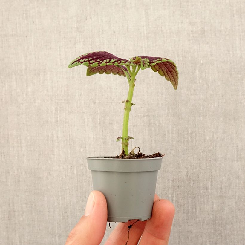 Amostra de Coleus MS Abbey Road Mini-plante tal como entregue na primavera