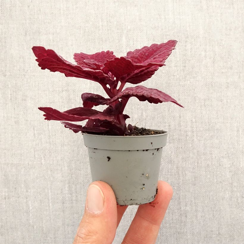 Amostra de Coleus MS Second Street Mini-plante tal como entregue na primavera