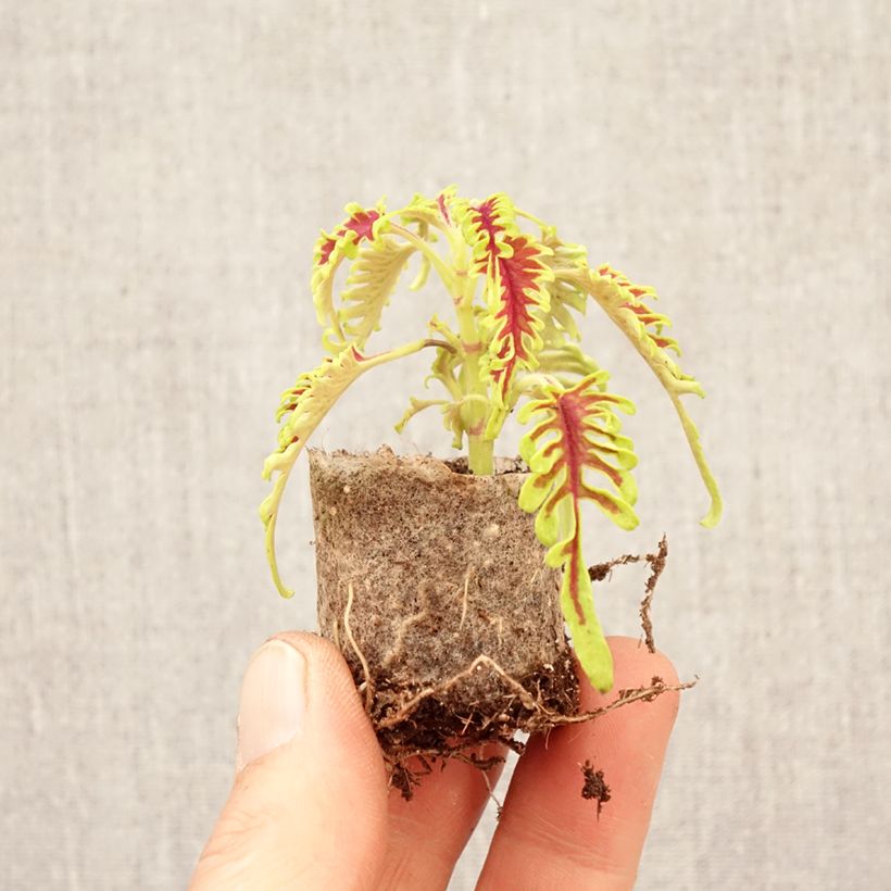 Amostra de Cóleo Skeletal Mini-torrão Ø 3/4 cm tal como entregue na primavera