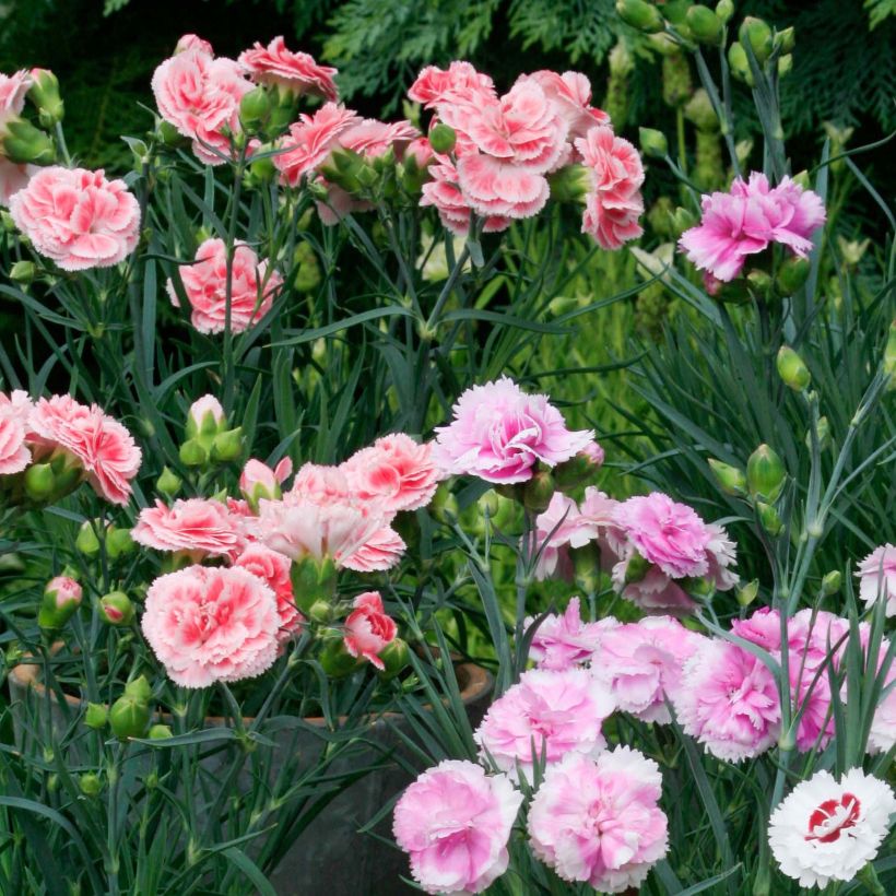 Coleção de 3 Cravos-de-defunto perfumados (Floração)