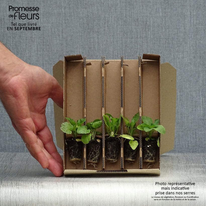 Amostra de Coleção de 5 Amores-perfeitos Matrix Épices Mix Mini-torrões tal como entregue no outono