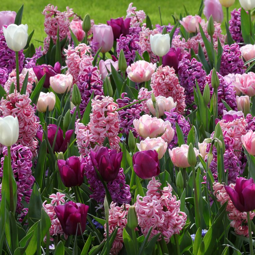 Coleção Harmonia Romântica (Folhagem)