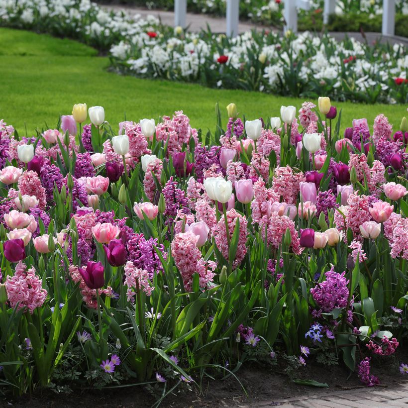 Coleção Harmonia Romântica (Hábito)