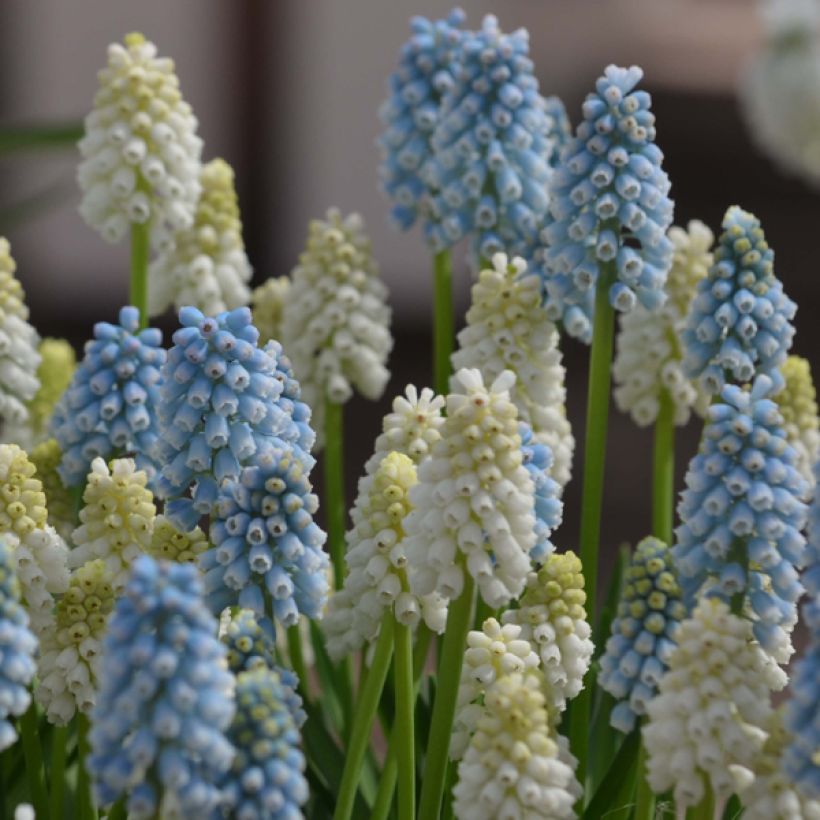 Coleção Muscari Magic (Floração)