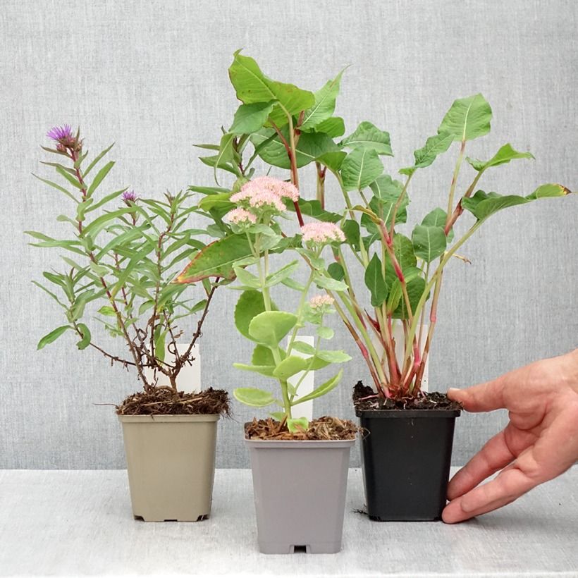 Amostra de Coleção: 3 perenes indispensáveis para o outono tal como entregue no outono