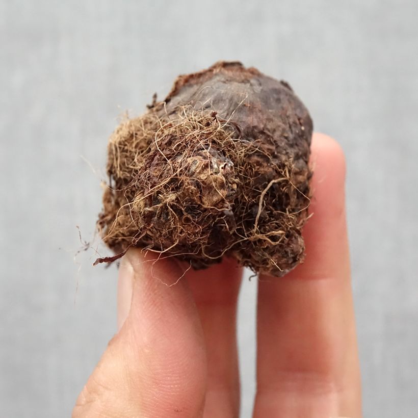 Amostra de Colocasia Black Magic Bulbo Calibre I tal como entregue na primavera