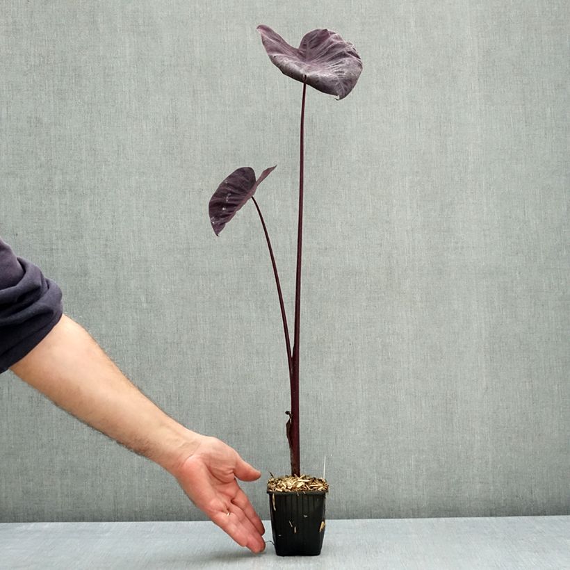 Amostra de Colocasia Black Magic Vaso de 8/9 cm tal como entregue no outono