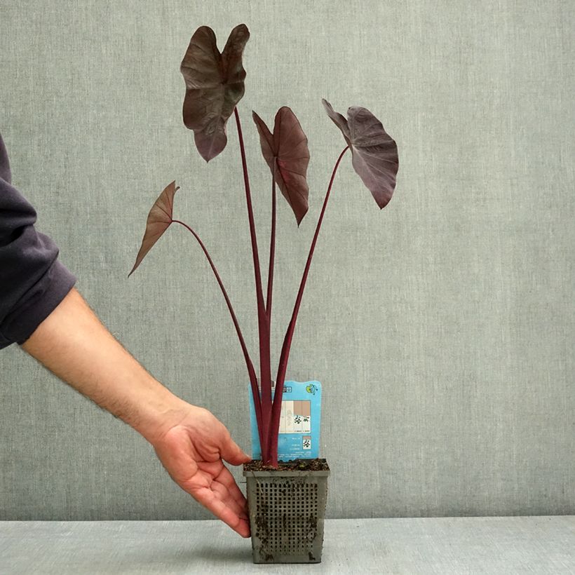Amostra de Colocasia Black Magic Vaso de 8/9 cm tal como entregue no verão
