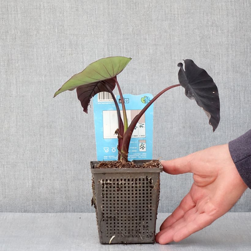 Amostra de Colocasia Black Magic Vaso de 8/9 cm tal como entregue na primavera