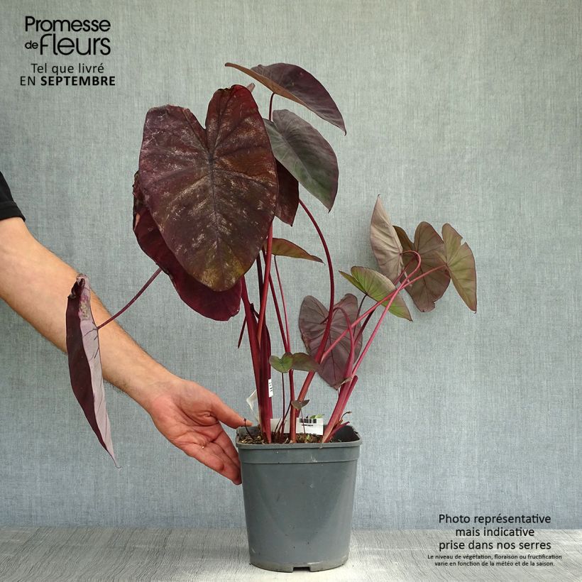 Amostra de Colocasia Black Magic Vaso de 4 L/5 L tal como entregue no outono