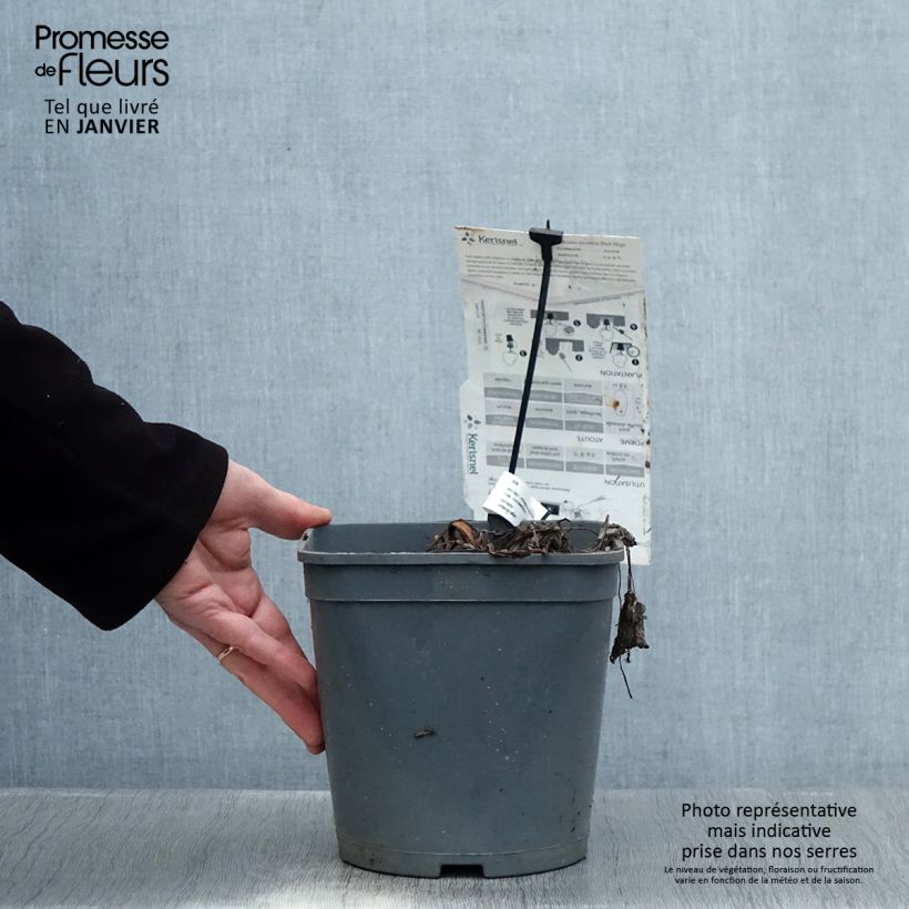 Amostra de Colocasia Black Magic Vaso de 4 L/5 L tal como entregue no inverno